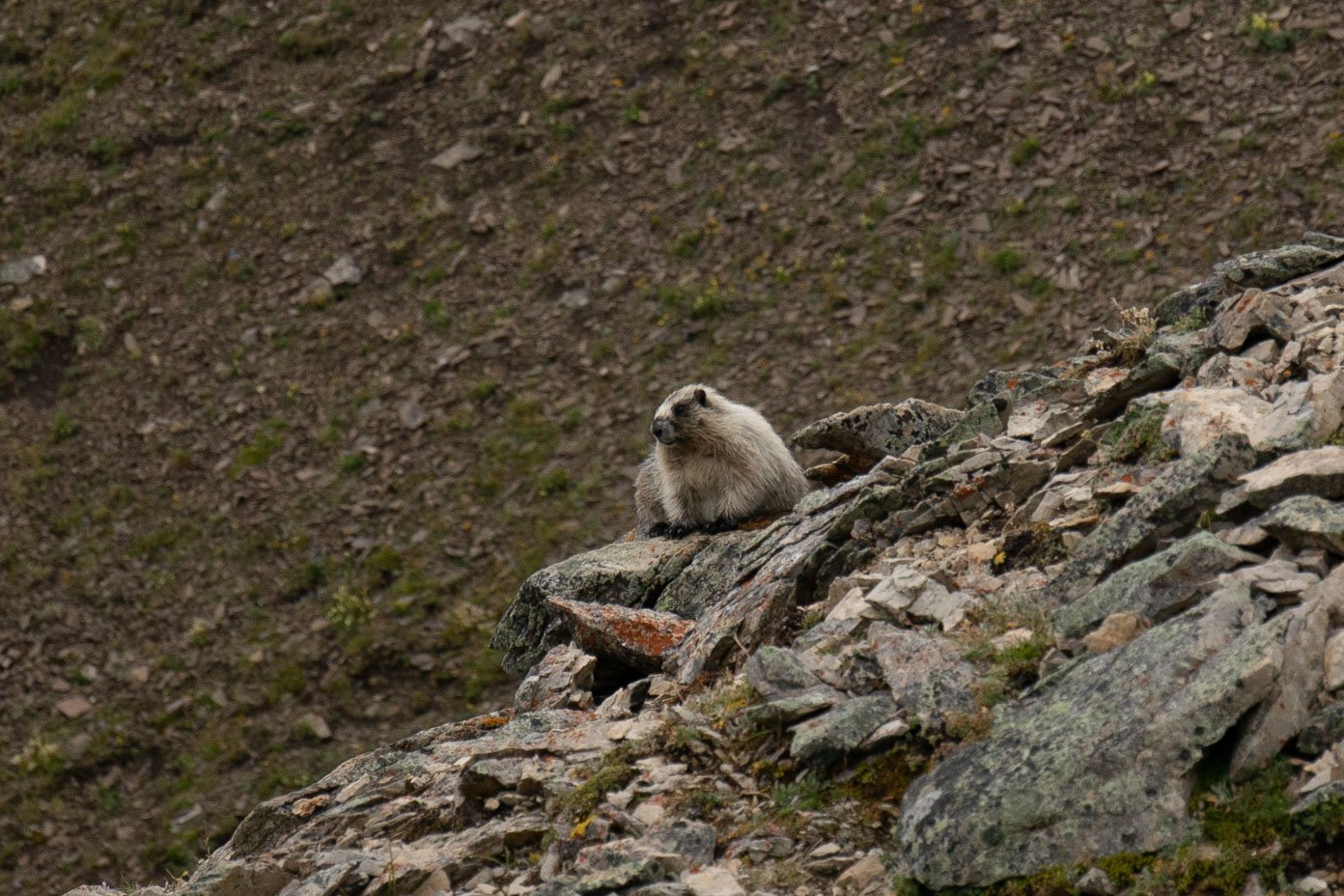 Marmot mist mountain